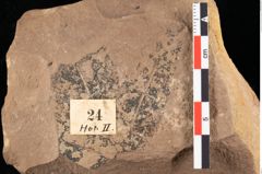 Foto (Detailansicht) von Sphaeria mediterranea Ettingshausen (NHMW-GEO-2024-0188-0024)